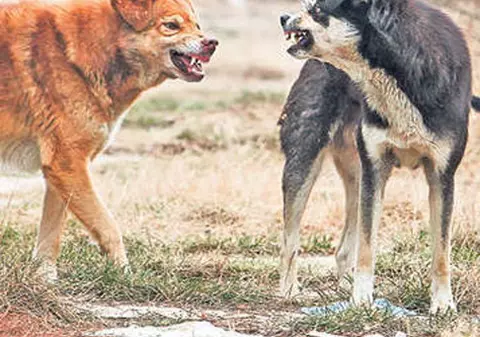 Un bătrân de 65 de ani, ÎN STARE GRAVĂ LA SPITAL, după ce A FOST MUŞCAT DE O HAITĂ DE MAIDANEZI!