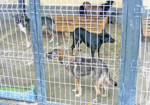 Haiducie la adăpostul de câini! Gestul incredibil făcut de două tinere din Paşcani