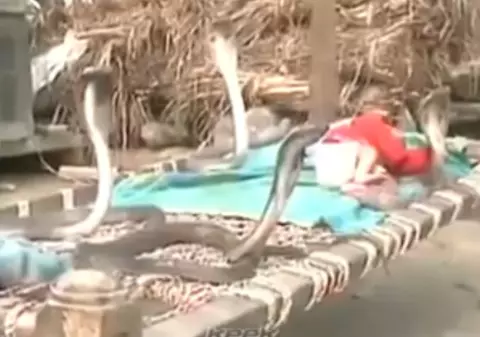 ATENŢIE, IMAGINI ŞOCANTE! ŢI SE FACE PIELEA DE GĂINĂ! PATRU COBRE AU ÎNCERCUIT UN BEBELUŞ! URMAREA TE VA ULUI! VIDEO