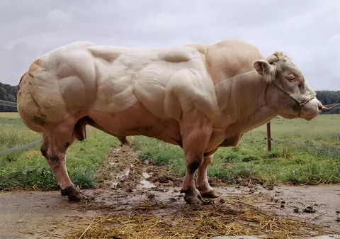 Taurul modificat genetic ajunge la  preţul de 20.000 de lire sterline bucata