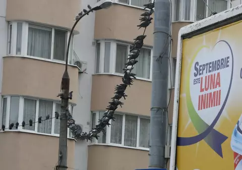 SE ÎNTÂMPLĂ ÎN BUCUREŞTI! INVAZIA PORUMBEILOR MAI CEVA CA ÎN "PĂSĂRILE" LUI HITCHCOCK!