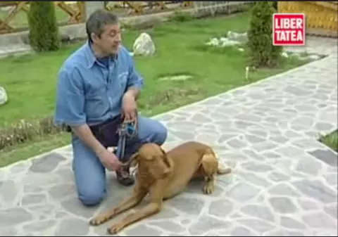 CUM ÎŢI ÎNVEŢI CÂINELE să REFUZE UN ANUMIT TIP DE HRANĂ? Urmăreşte UN REPORTAJ REALIZAT cu DRESORUL GABRIEL COCU!