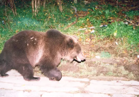 Fonduri pentru Centrul pentru reabilitarea urşilor orfani din România