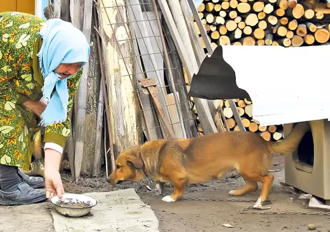 ANSVSA vrea să-i oblige pe toţi stăpânii de câini să-şi microcipeze patrupedele! Vezi ce părere au oamenii de la sate