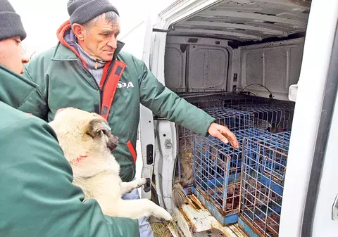 Peste 3.000 de maidanezi, prinşi în doar două luni! Hingherii din Capitală au strâns aproximativ 5% din câinii fără stăpân din oraş