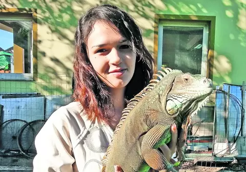 «E ca şi copilaşul meu!» Ce câine, ce pisică? O tânără din Arad ţine în casă un animal de companie mai puţin obişnuit: o iguană! FOTO