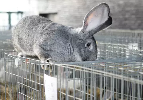 IEPURELE ĂSTA e printre cei mai RARI din ŢARĂ. Are 9 KILOGRAME!| FOTO