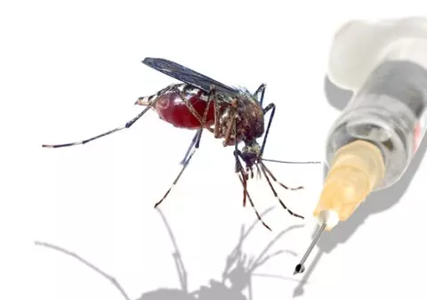 Insectele ne pot vindeca de cancer. Află cum!