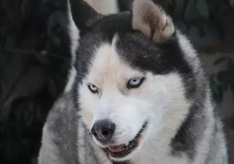 Primii câini, provenind din lupii străvechi, au apărut în Europa! Vezi cine a ajuns la această concluzie