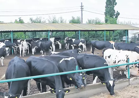 Zeci de fabrici de lactate, la un pas de a fi închise