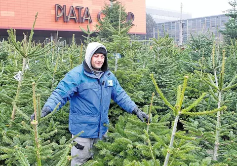 Iei bradul acum şi-l poţi plăti până la Paşte