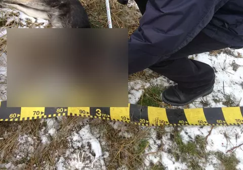 CRUZIME ÎMPOTRIVA ANIMALELOR! Zeci de câini comunitari au fost împușcați în Vatra Dornei