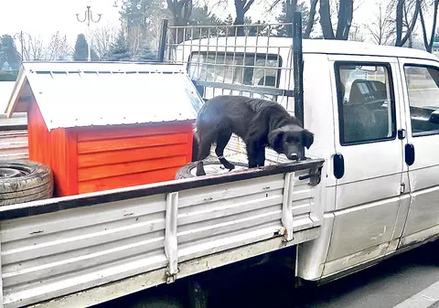 Metodă antifurt de tot râsul la olteni! A mutat câinele din ogradă în remorca maşinii!