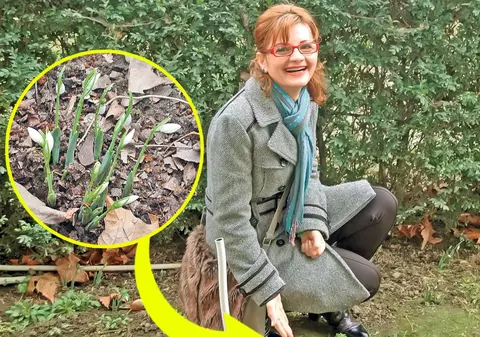 O fi bine, o fi rău? De Bobotează în loc de ger, avem... ghiocei!