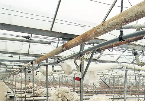 Roşiile se vor scumpi cu 50%