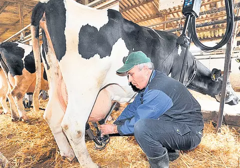 ALERTĂ VETERINARĂ! A fost semnalat PRIMUL CAZ de BOALĂ A LIMBII ALBASTRE în România