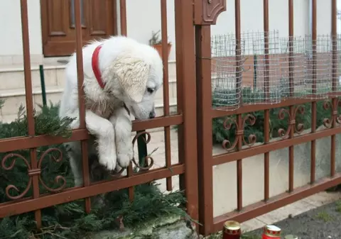 SFÂŞIETOR! CÂINELE lui ADRIAN IOVAN, MAX, ÎŞI AŞTEAPTĂ STĂPÂNUL ACASĂ! Iată imagini emoţionante! FOTO