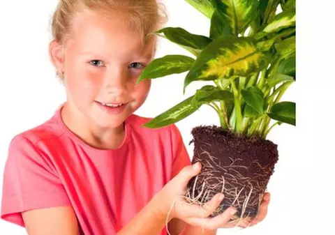 Şocant: Top 4 plante din casa ta care te pot ucide