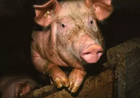 S-au îmbolnăvit de trichineloză, după ce analizele la carne au fost făcute greşit 