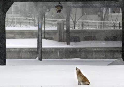 Te-ai săturat de iarnă? Uite cum va fi vremea în următoarele trei luni!