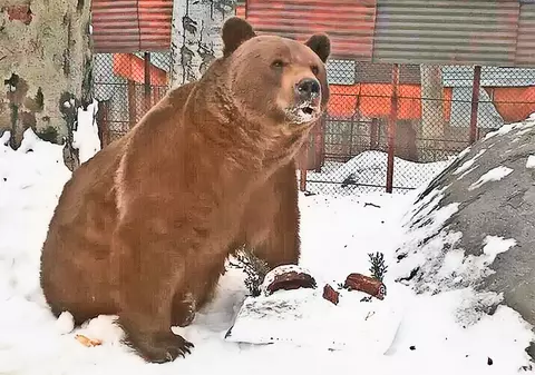 Baloo, ursul devenit mascota staţiunii hunedorene Straja, a împlinit 14 ani!