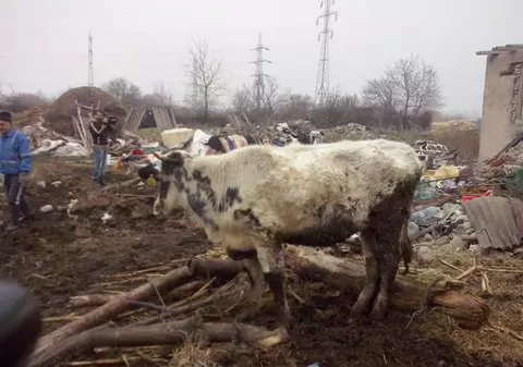 Un constănțean vinde pe marginea drumului laptele provenit de la VACI CRESCUTE PRINTRE GUNOAIE