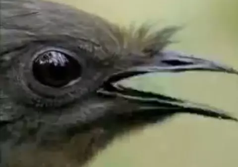 Pasărea liră, una dintre cele mai interesante zburătoare din lume! INCREDIBIL câte sunete poate să imite! VIDEO SENZAȚIONAL