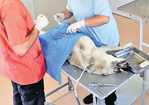 Sterilizarea câinilor ar putea costa de trei ori mai mult