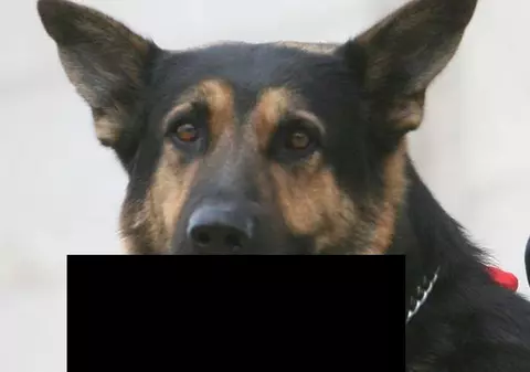 Descoperire şocantă în judeţul Cluj! Un şofer a găsit un câine ciobănesc care căra în gură un picior de om