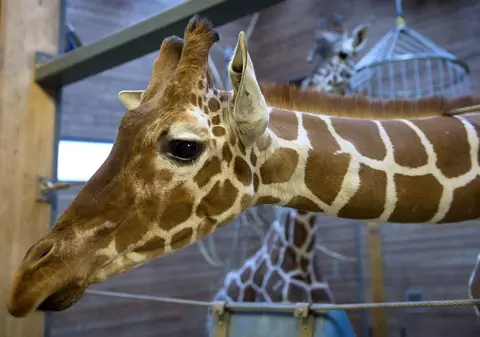 CRUZIME DE NEIMAGINAT! Un pui de girafă, MĂCELĂRIT în faţa copiilor de la ZOO! POZE ŞOCANTE!