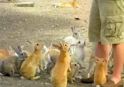 Atacul pufoşeniilor! Imagini fabuloase filmate pe «insula iepurilor» | VIDEO