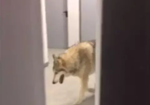 Farsa anului! Cum a ajuns un lup pe holurile unui hotel din Soci | VIDEO