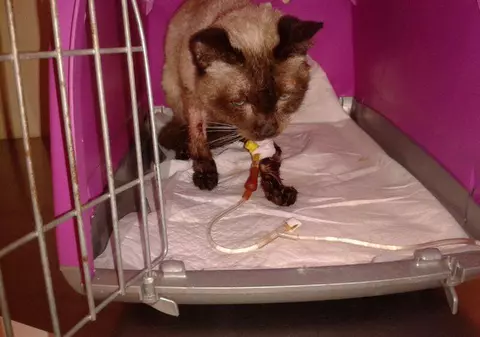 CÂTĂ CRUZIME! 16 PISICUŢE CHINUITE fără mâncare şi apă, într-un adăpost pentru câini! DOAR DOUĂ AU SUPRAVIEŢUIT. Le ajuţi?