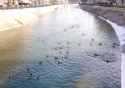 Spectacol pe Dâmboviţa! Peste 20 de raţe sălbatice se bălăcesc în centrul Capitalei! FOTO