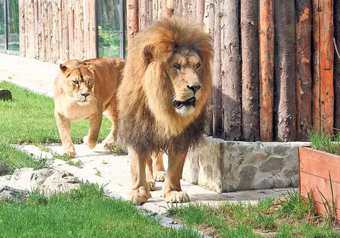 Zoo Băneasa se va extinde