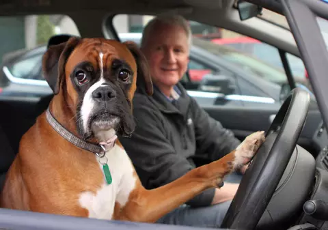 Ce face un câine plictisit să îşi aştepte stăpânul în maşină! VIDEO