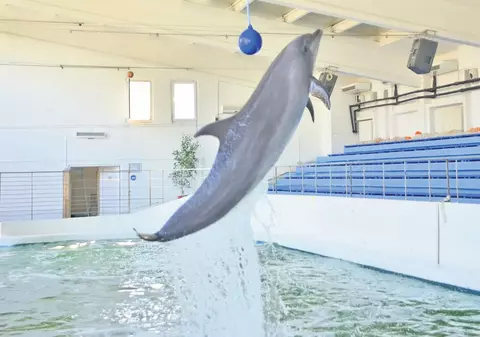 Pregătite să facă show! Nini şi Chen Chen învaţă noi exerciţii pentru a-i surprinde pe vizitatorii de la Delfinariu | FOTO/VIDEO