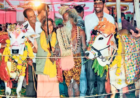 Au măritat văcuţa ca să scape de un dezastru