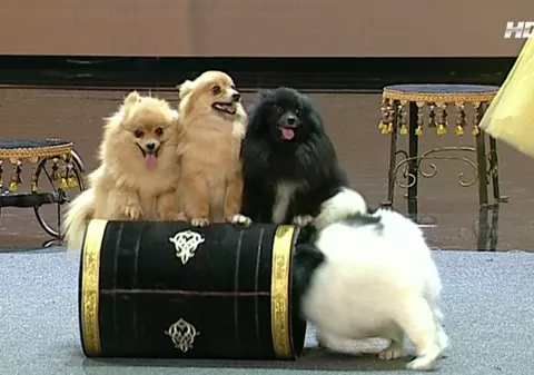 ROMÂNII AU TALENT | Căţeluşii "mai ascultători decât Bianca Drăguşanu" au făcut senzaţie pe scena talentelor