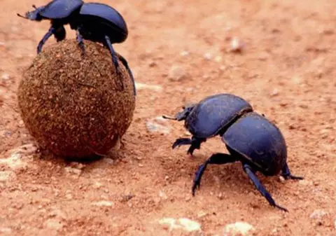 GÂNDACUL DE BĂLEGAR, personaj într-un GOOGLE DOODLE, de ZIUA PĂMÂNTULUI