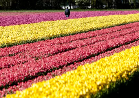 De necrezut! Uite cât de frumoase sunt lalelele în aceste zile în Olanda! | FOTO
