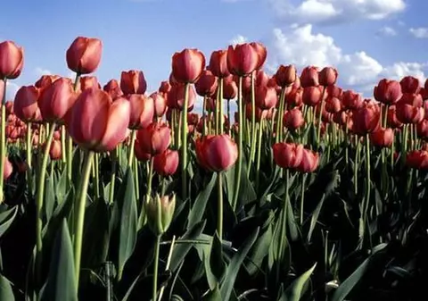 APROAPE 1,5 MILIOANE de ROMÂNI îşi SERBEAZĂ onomastica de FLORII!