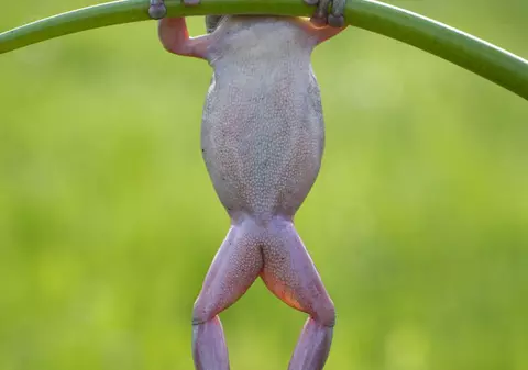 SUPER HAIOS! Aşa ceva NU AI MAI VĂZUT! BROSCUŢA care FACE GIMNASTICĂ! |FOTO