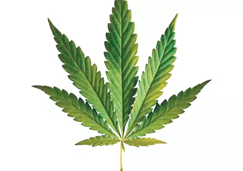 Cultiva CANABIS pe acorduri de Vivaldi!