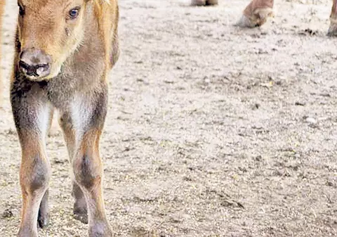Încă un puiuţ în rezervaţia de zimbri de la Haţeg
