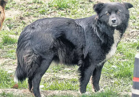 Fetiţă de 9 ani, muşcată de câini în faţa şcolii. Copila a fost dusă de urgenţă la spital