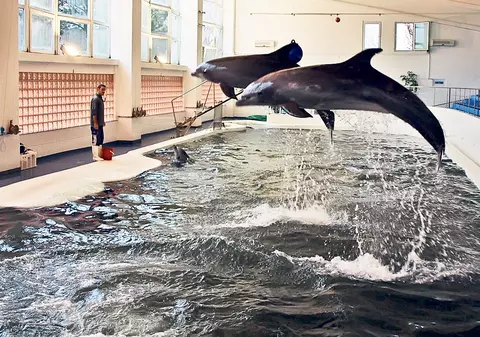 VEŞTI PROASTE de la malul mării! Ni-Ni şi Chen-Chen, închişi toată vara în bazinul interior