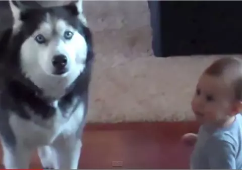 Nu te poţi ABŢINE! Mori de RÂS! "CONVERSAŢIA" uluitoare dintre un BEBELUŞ şi un HUSKY | VIDEO