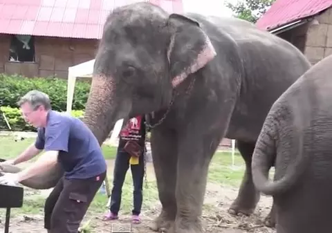 Un elefant din Thailanda dansează şi cântă voios la pian
