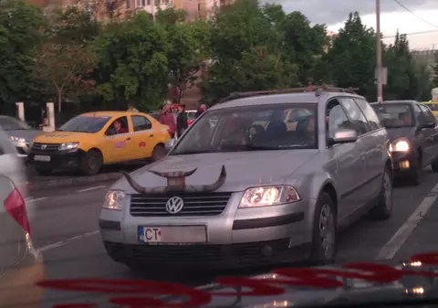 Constănţeanul venit cu ”vaca” în Bucureşti